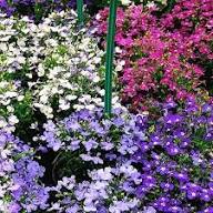 Purple Lobelia Flower Seeds – Heirloom, Non-GMO, High Germination Organic Garden Seeds for Planting Seeds for Planting