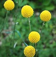 Pycnosorus Flower Seeds Heirloom Non-GMO High Germination Organic Garden Seeds for Planting