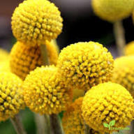 Yellow Craspedia Globosa Seeds – Heirloom, Non-GMO, High Germination Organic Garden Seeds