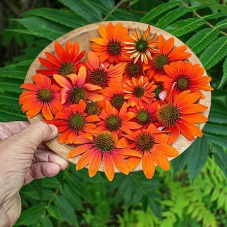 Orange Echinacea Flower Seeds for Planting | Heirloom Non-GMO Garden Seeds