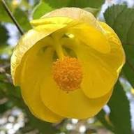 Yellow Abutilon Striatum Flower Seeds – Heirloom, Non-GMO, High Germination