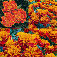 Mixed Marigold Flower Seeds – Heirloom Non-GMO High Germination