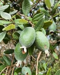Feijoa Seeds Heirloom Non-GMO High Germination Organic Garden Seeds for Planting