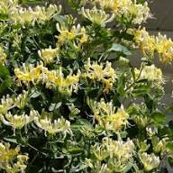 Yellow White Lonicera Flower Seeds for Planting | Heirloom Non-GMO Organic