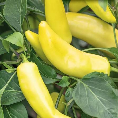 Hungarian Wax Pepper Misticanza vegetable seeds for planting, heirloom non-GMO garden seeds to grow fresh peppers at home naturally