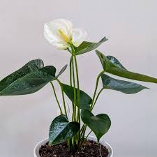 Semillas de Flor de Anturio Blanco para Sembrar – Semillas Orgánicas de Alta Germinación, Cimientes Antiguas No Transgénicas