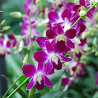 Purple Dendrobium Flowering Plant Seeds Heirloom Non-GMO High Germination Organic Garden Seeds for Planting