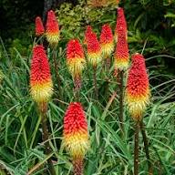Red Yellow Kniphofia Flower Seeds for Planting – Heirloom Non-GMO High Germination Organic Garden Seeds