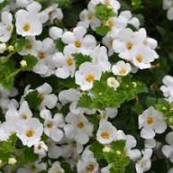 White Bacopa Utopia Flower Seeds Heirloom Non-GMO High Germination Organic Garden Seeds