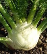 Fennel Plant Seeds Green Heirloom Non-GMO High Germination Organic Garden Seeds for Planting