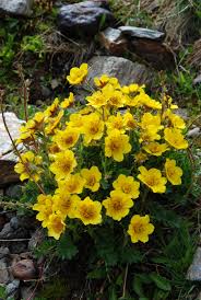Yellow Geum Reptans Flower Seeds – Heirloom, Non-GMO, High Germination Seeds