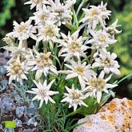White Leontopodium Alpinum Flower Seeds Heirloom Non-GMO High Germination Organic Garden Seeds for Planting