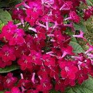 Streptocarpus Flower Seeds for Planting – Heirloom, Non-GMO, High Germination Organic Garden Seeds