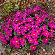 Pink Yellow Primrose Flower Seeds for Planting – Heirloom Non-GMO High Germination Organic Garden Seeds