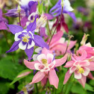 Yellow Pink Aquilegia Flower Seeds – Heirloom Non-GMO High Germination Organic Garden Seeds