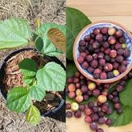 Phalsa Seeds Heirloom Non-GMO High Germination Organic Garden Seeds for Planting