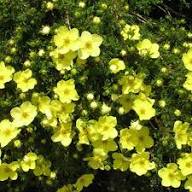 Yellow Cinquefoil Flower Seeds – Heirloom, Non-GMO, High Germination Organic Garden Seeds