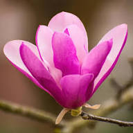 Magnolia Flower Seeds Purple – Heirloom Non-GMO High Germination