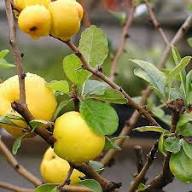 Yellow Chaenomeles Seeds – Heirloom, Non-GMO, High Germination Organic Garden Seeds for Planting