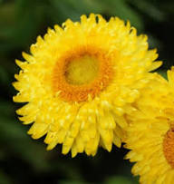 Xerochrysum Flower Seeds Yellow – Heirloom, Non-GMO, High Germination