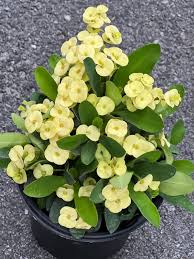 Yellow Fresh Crown Of Thorns Flower Seeds Heirloom Non-GMO High Germination Organic Garden Seeds