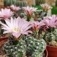 Pink Gymnocalycium Flower Seeds – Heirloom, Non-GMO High Germination Seeds for Planting | Organic Garden Seeds