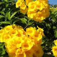 Yellow Eccremocarpus Flower Seeds – Heirloom Non-GMO High Germination Organic Seeds