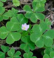 Purple Oxalis Violacea Flower Seeds Heirloom Non-GMO High Germination Organic Garden Seeds for Planting