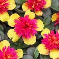 Yellow Pink Portulaca Flower Seeds – Heirloom Non-GMO High Germination Organic Garden Seeds