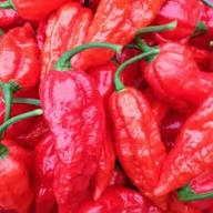 Jolokia Seeds – Heirloom Non-GMO High Germination Organic Garden Seeds for Planting