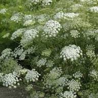 White Visnaga Daucoides Flower Seeds Heirloom Non-GMO High Germination Organic Garden Seeds