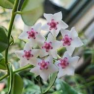 Giant Hoya Carnosa Flower Seeds for Planting and Growing White Heirloom Non-GMO High Germination Organic Garden Seeds