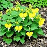 Yellow Lamprocapnos Flower Seeds – Heirloom Non-GMO High Germination Organic Seeds