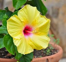 Yellow Blooming Hibiscus Flower Seeds – Heirloom, Non-GMO, High Germination Organic Garden Seeds