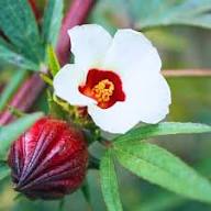 White Roselle Flower Seeds Heirloom Non-GMO High Germination Organic Garden Seeds for Planting
