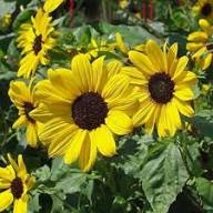 Dwarf Sunflower Flower Seeds Yellow Heirloom Non-GMO High Germination Organic Garden Seeds