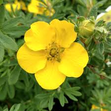 Yellow Potentilla Flowers Seeds – Heirloom Non-GMO High Germination Organic Garden Seeds