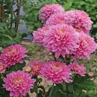 Light Pink Chrysanthemum Flower Seeds for Planting – Heirloom Non-GMO High Germination