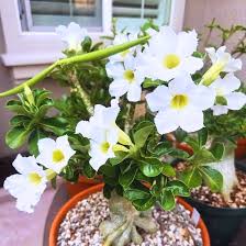 White Desert Roses Flower Seeds Heirloom Non-GMO High Germination Organic Garden Seeds for Planting