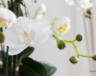 Orchid Flower Seeds White – Heirloom, Non-GMO, High Germination Seeds