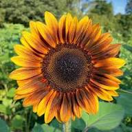 Yellow Red Sunflower Flower Seeds Heirloom Non-GMO High Germination Organic Garden Seeds