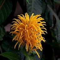 Yellow Justicia Flower Seeds – Heirloom Non-GMO High Germination Organic Garden Seeds