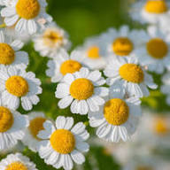 White Yellow Tanacetum Parthenium Seeds for Planting | Heirloom Non-GMO Organic