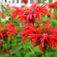 Red Beebal Flower Seeds Heirloom Non-GMO High Germination Organic Garden Seeds for Planting