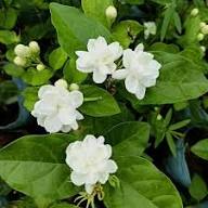 White Yellow Jasminum Sambac Flower Seeds – Heirloom Non-GMO High Germination Organic Garden Seeds