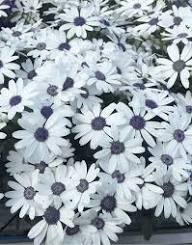 Senetti Pericallis White Flower Seeds for Planting – Heirloom, Non-GMO, High Germination Organic Garden Seeds