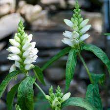 White Turtlehead Flower Seeds – Heirloom, Non-GMO, High Germination Organic Garden Seeds