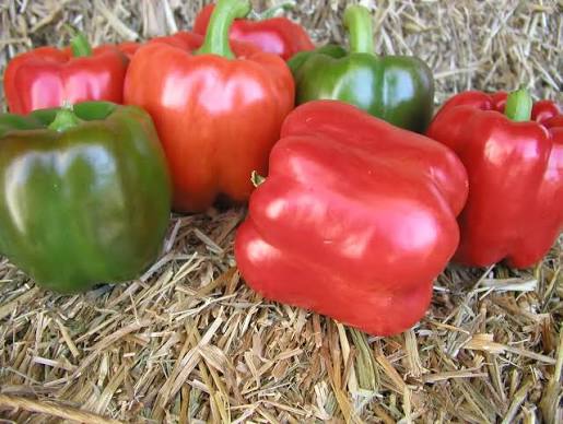 Pfeffer Rot Anbausamen – Alte Sorte, gentechnikfrei, hohe Keimfähigkeit Bio-Gartensamen pflanzen