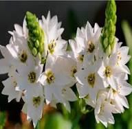 White Ornithogalum Saundersiae Flower Seeds Heirloom Non-GMO High Germination Organic Garden Seeds
