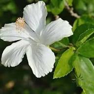 Hibiscus Moscheutos Flower Seeds White – Heirloom Non-GMO Organic Garden